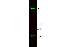 Western blot using  Affinity Purified anti-Rif1 antibody shows detection of a band ~265 kDa corresponding to mouse Rif1 (arrowhead).