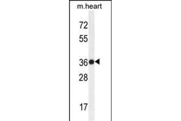 TMBIM4 抗体  (N-Term)