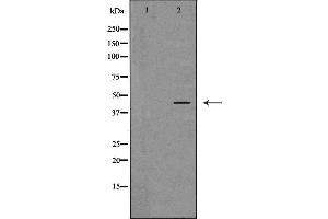 Image no. 3 for anti-Sirtuin 2 (SIRT2) (C-Term) antibody (ABIN6254895)