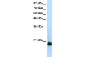Image no. 1 for anti-Sin3A-Associated Protein, 18kDa (SAP18) antibody (ABIN2461767)