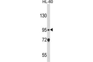 Image no. 3 for anti-Nucleotide-Binding Oligomerization Domain Containing 1 (NOD1) antibody (ABIN3003884)