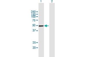 Western Blot analysis of PSMD4 expression in transfected 293T cell line by PSMD4 MaxPab polyclonal antibody.