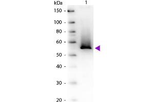 Image no. 2 for anti-Glutamine Synthetase (GLN1) antibody (ABIN99839)
