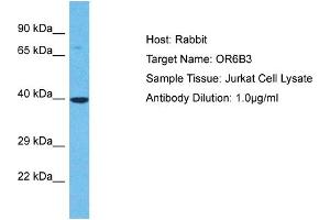 Image no. 1 for anti-Olfactory Receptor, Family 6, Subfamily B, Member 3 (OR6B3) (C-Term) antibody (ABIN2791782)