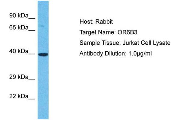 OR6B3 anticorps  (C-Term)