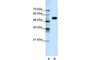 Image no. 1 for anti-Chloride Channel Kb (CLCNKB) (N-Term) antibody (ABIN2776082)