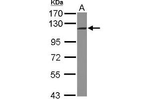 INTS5 antibody  (C-Term)