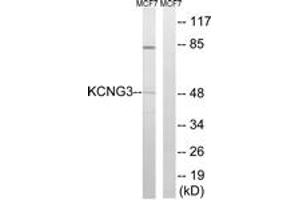 Image no. 1 for anti-Potassium Voltage-Gated Channel, Subfamily G, Member 3 (KCNG3) (AA 183-232) antibody (ABIN1535192)