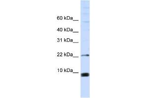 Image no. 1 for anti-Small Nuclear Ribonucleoprotein Polypeptide F (SNRPF) (Middle Region) antibody (ABIN2778835)