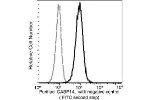 Image no. 1 for anti-Caspase 14, Apoptosis-Related Cysteine Peptidase (CASP14) (AA 2-242) antibody (ABIN1999343)