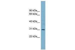 Image no. 1 for anti-Ficolin (Collagen/fibrinogen Domain Containing Lectin) 2 (Hucolin) (FCN2) (N-Term) antibody (ABIN635639)