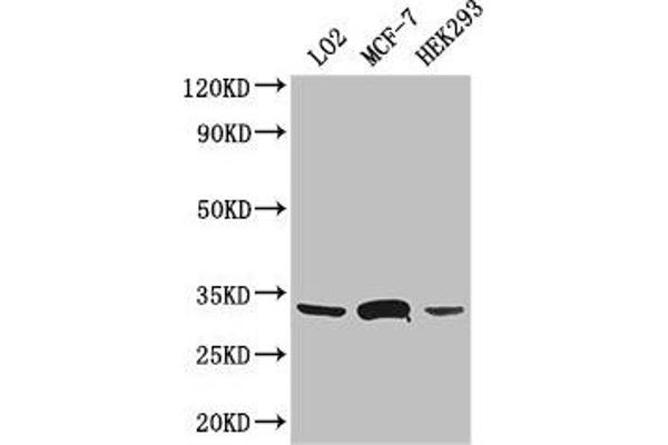 SLC25A6 antibody  (AA 144-175)