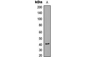 Image no. 3 for anti-Calcium/calmodulin-Dependent Protein Kinase I (CAMK1) (pSer177) antibody (ABIN2705652)