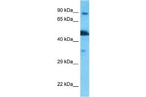 Image no. 1 for anti-NOP2/Sun Domain Family, Member 2 (NSUN2) (N-Term) antibody (ABIN5517213)