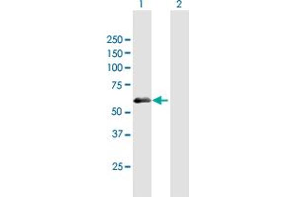anti-PDZ Domain Containing 7 (PDZD7) (AA 1-511) antibody