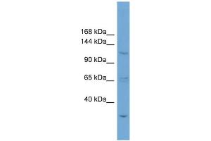 Image no. 1 for anti-Zinc Finger Protein 624 (ZNF624) (N-Term) antibody (ABIN2784269)
