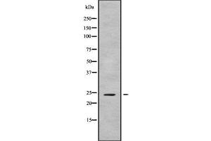 FGF9 antibody  (N-Term)