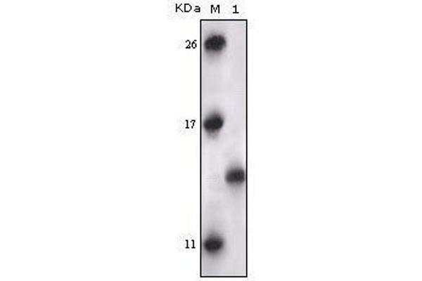 anti-Mitogen-Activated Protein Kinase-Activated Protein Kinase 5 (MAPKAPK5) antibody
