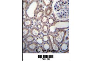 Image no. 1 for anti-Ring Finger Protein 180 (RNF180) (AA 401-430), (C-Term) antibody (ABIN656797)