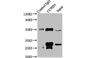 Cyclin D3 anticorps  (AA 1-292)