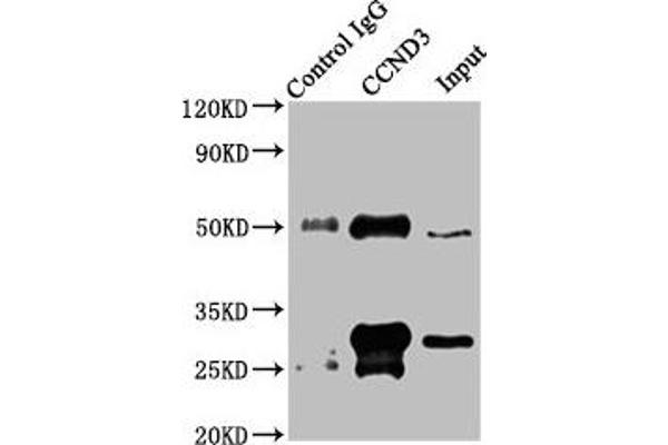 Cyclin D3 anticorps  (AA 1-292)