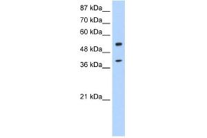 Image no. 3 for anti-NOBOX Oogenesis Homeobox (NOBOX) (N-Term) antibody (ABIN2778612)