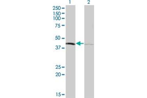 TFB1M anticorps  (AA 1-346)