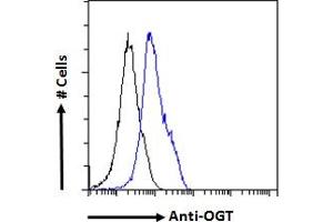 Image no. 4 for anti-O-Linked N-Acetylglucosamine (GlcNAc) Transferase (UDP-N-Acetylglucosamine:polypeptide-N-Acetylglucosaminyl Transferase) (OGT) (Internal Region) antibody (ABIN190863)
