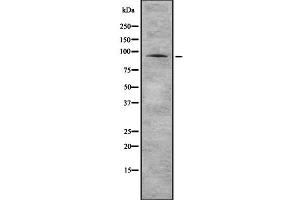 Image no. 1 for anti-Phosphatidylinositol 4-Kinase, Catalytic, beta (PI4KB) (Internal Region) antibody (ABIN6264194)