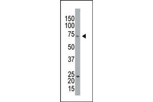 Caprin-1 antibody  (C-Term)