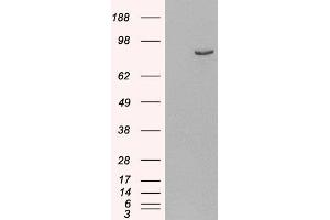 Image no. 2 for anti-phosphodiesterase 4B, cAMP-Specific (PDE4B) (C-Term) antibody (ABIN185574)