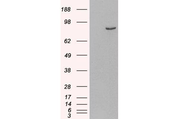 PDE4B 抗体  (C-Term)