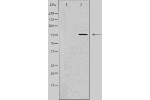 Image no. 1 for anti-Synaptotagmin-Like 4 (SYTL4) (Internal Region) antibody (ABIN6259283)