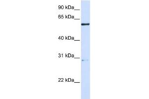 Image no. 1 for anti-Mannosidase, Endo-alpha (MANEA) (Middle Region) antibody (ABIN636012)