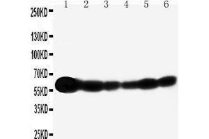 Image no. 2 for anti-SHC (Src Homology 2 Domain Containing) Transforming Protein 1 (SHC1) (AA 424-440), (C-Term) antibody (ABIN3044111)