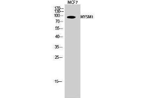 Image no. 1 for anti-Myb-Like, SWIRM and MPN Domains 1 (MYSM1) (Internal Region) antibody (ABIN3185748)