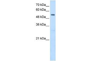 Image no. 3 for anti-serine Hydroxymethyltransferase 2 (Mitochondrial) (SHMT2) antibody (ABIN629860)