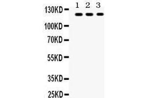 Image no. 2 for anti-Toll-Like Receptor 7 (TLR7) (AA 1020-1047), (C-Term) antibody (ABIN3043948)