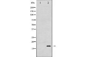 Image no. 1 for anti-Histone H3.1 (HIST1H3B) (pSer10) antibody (ABIN6254919)
