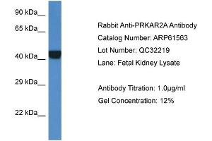 Image no. 1 for anti-Protein Kinase, CAMP-Dependent, Regulatory, Type II, alpha (PRKAR2A) (Middle Region) antibody (ABIN2788839)