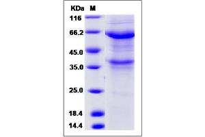 Image no. 1 for Angiopoietin-Like 1 (ANGPTL1) (AA 197-491) protein (Fc Tag) (ABIN2008875)