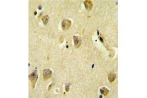 Formalin fixed and paraffin embedded human brain tissue reacted with PP1R14C Antibody (C-term) followed by peroxidase conjugation of the secondary antibody and DAB staining.