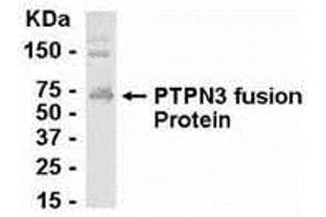 Image no. 1 for anti-Protein tyrosine Phosphatase, Non-Receptor Type 3 (PTPN3) (AA 437-501) antibody (ABIN2468003)