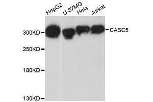 Image no. 1 for anti-Cancer Susceptibility Candidate 5 (CASC5) antibody (ABIN6137952)