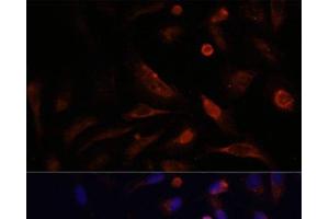 Immunofluorescence analysis of U2OS cells using CLDN5 Polyclonal Antibody at dilution of 1:100.