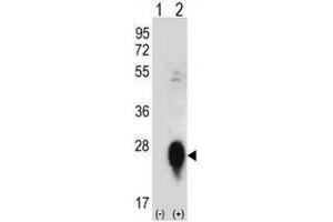 Image no. 2 for anti-C-Type Lectin Domain Family 3, Member B (CLEC3B) (AA 102-130), (Middle Region) antibody (ABIN951566)