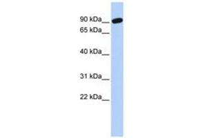 Image no. 1 for anti-Zinc Finger Protein 132 (ZNF132) (AA 216-265) antibody (ABIN6740435)