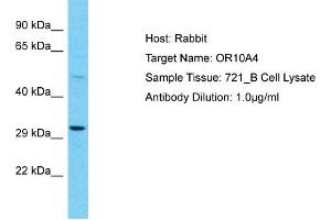 OR10A4 antibody  (C-Term)