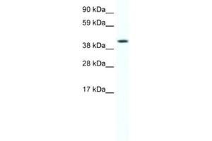 Image no. 1 for anti-Forkhead Box F1 (FOXF1) antibody (ABIN2461466)