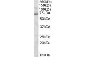 Image no. 1 for anti-Syntrophin, gamma 2 (SNTG2) (C-Term) antibody (ABIN185177)